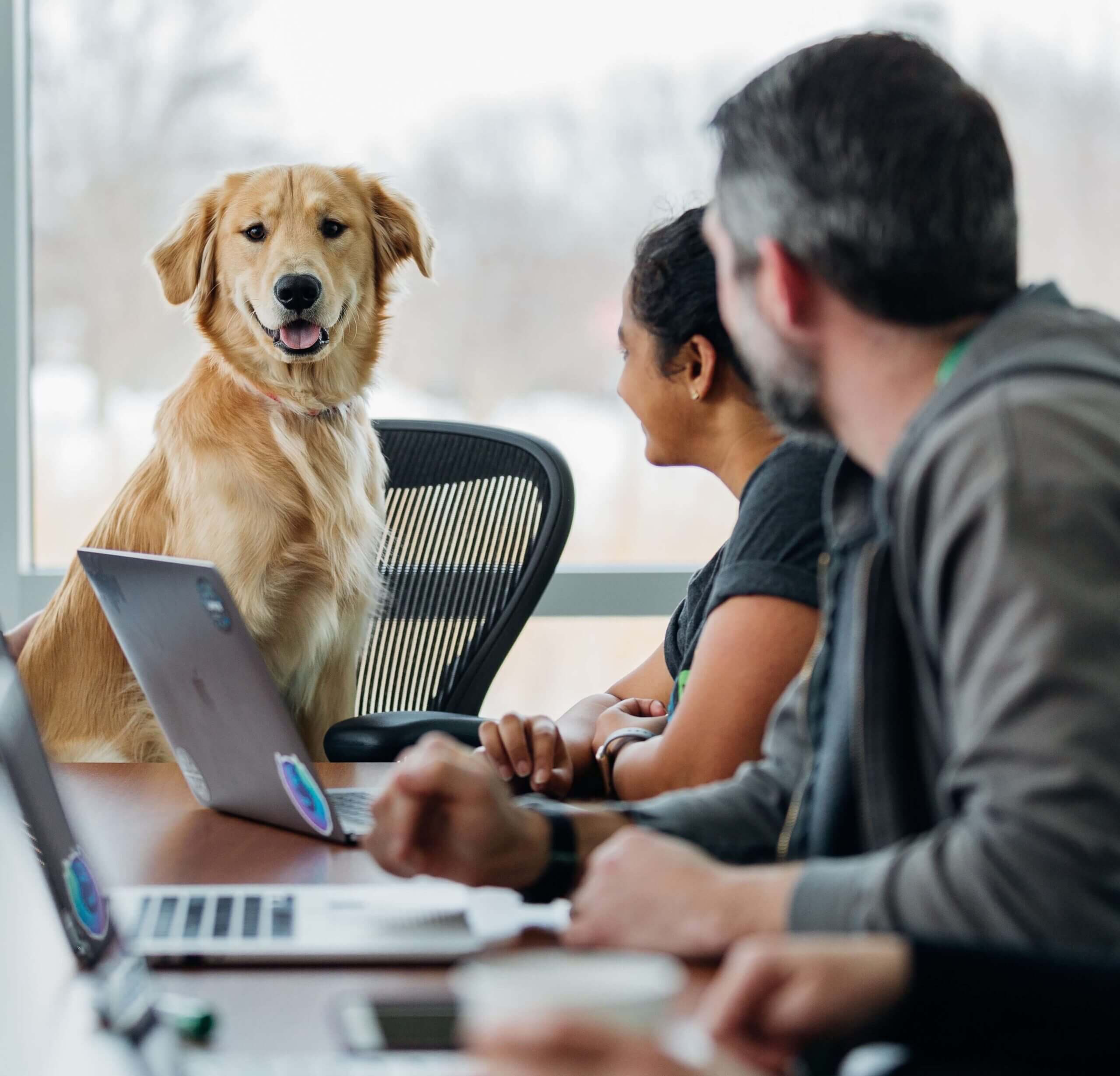 Pet Health Insurance Claim dog in the workplace