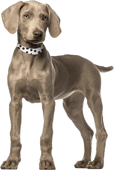 recue dog