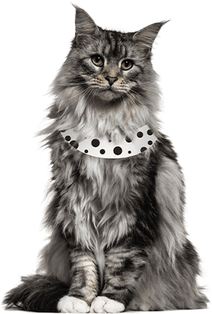 Best Cat Insurance Plans Best Cat Insurance Plans