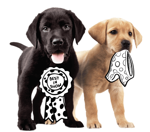 Compare the best dog and cat insurance providers for your pet Compare the best dog and cat insurance providers for your pet