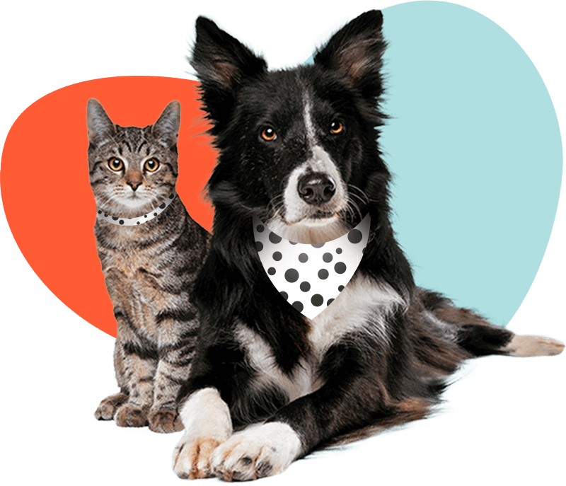 cat dog heart