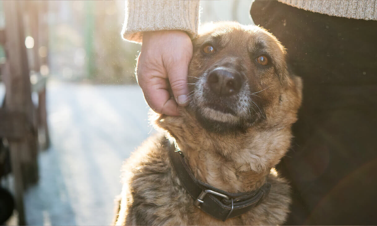 Find Pet Wellness for your dog Find Pet Wellness for your dog