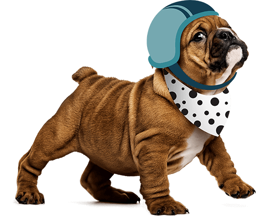 Best Dog Insurance Plans dog pitbull
