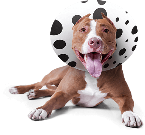 Is your pet sick? Is your pet sick?