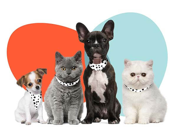 Best Cat Insurance Plans Best Cat Insurance Plans