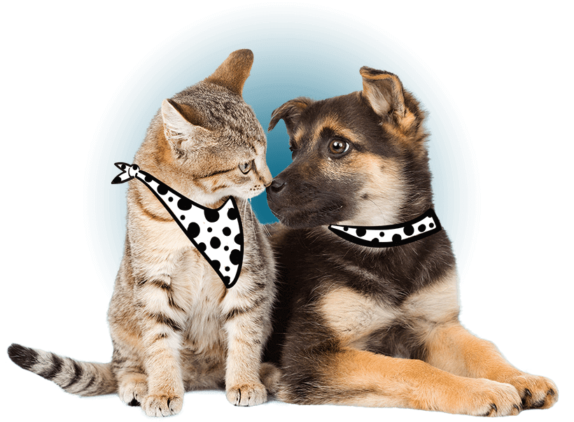 Compare the best dog and cat insurance providers for your pet spot cat dog love