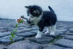 Top 5 Funny Cat Habits Explained 3 cat 2536662 1280 1024x681 1