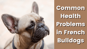 4 Common French Bulldog Health Problems 2 165773403262cf03908b8a5