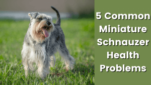 What Are Common Miniature Schnauzer Health Issues? 1 165773400162cf0371807f9