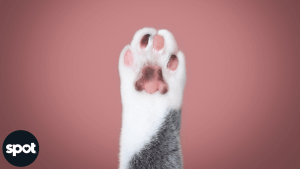 165773401362cf037d901e1