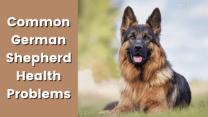 6 Common German Shepherd Health Problems 1 165773402362cf03872a1f5
