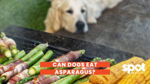Can Dogs Eat Asparagus? It’s Safe, But You Need To Know This… 1 165773353962cf01a352420