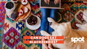 Can Dogs Eat Blackberries? 2 165773354262cf01a635ea2