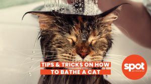 144 Kitty Bath