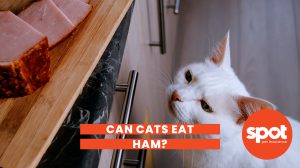 165 Kitty Ham