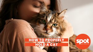173 Holding Kitty