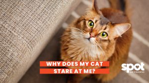 Why Does My Cat Stare At Me? 1 why is my cat staring at me