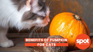 26 Pumpkin Cat