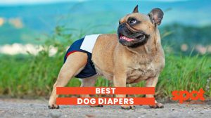 a puppy wearing a diaper