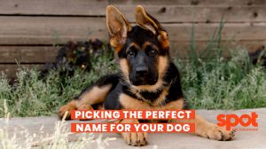 a german shepherd laying on the sidewalk