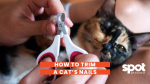 354 Cat Nails