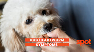 288 Dog Heartworm