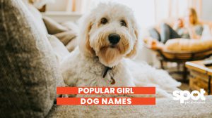 Top 150 Popular Girl Dog Names 2 a picture of a dog laying on the couch