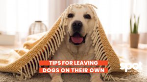 a dog sitting under a blanket
