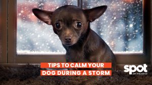 a picture of a puppy sitting in front of a window