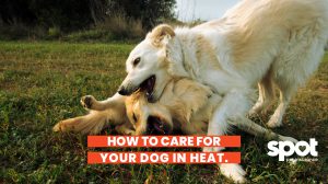 two dogs playing with each other rolling in the grass