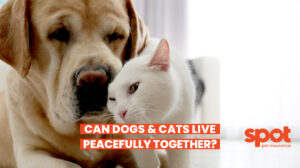 Can Cats and Dogs Live Together? 1 408 Dog Cat