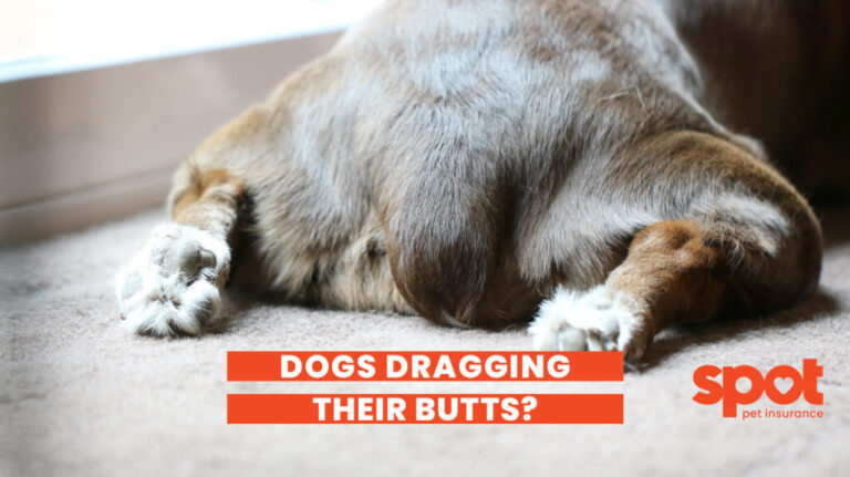 Why is My Dog Dragging Their Butt? 1 600 Butt Drag 1024x574 1