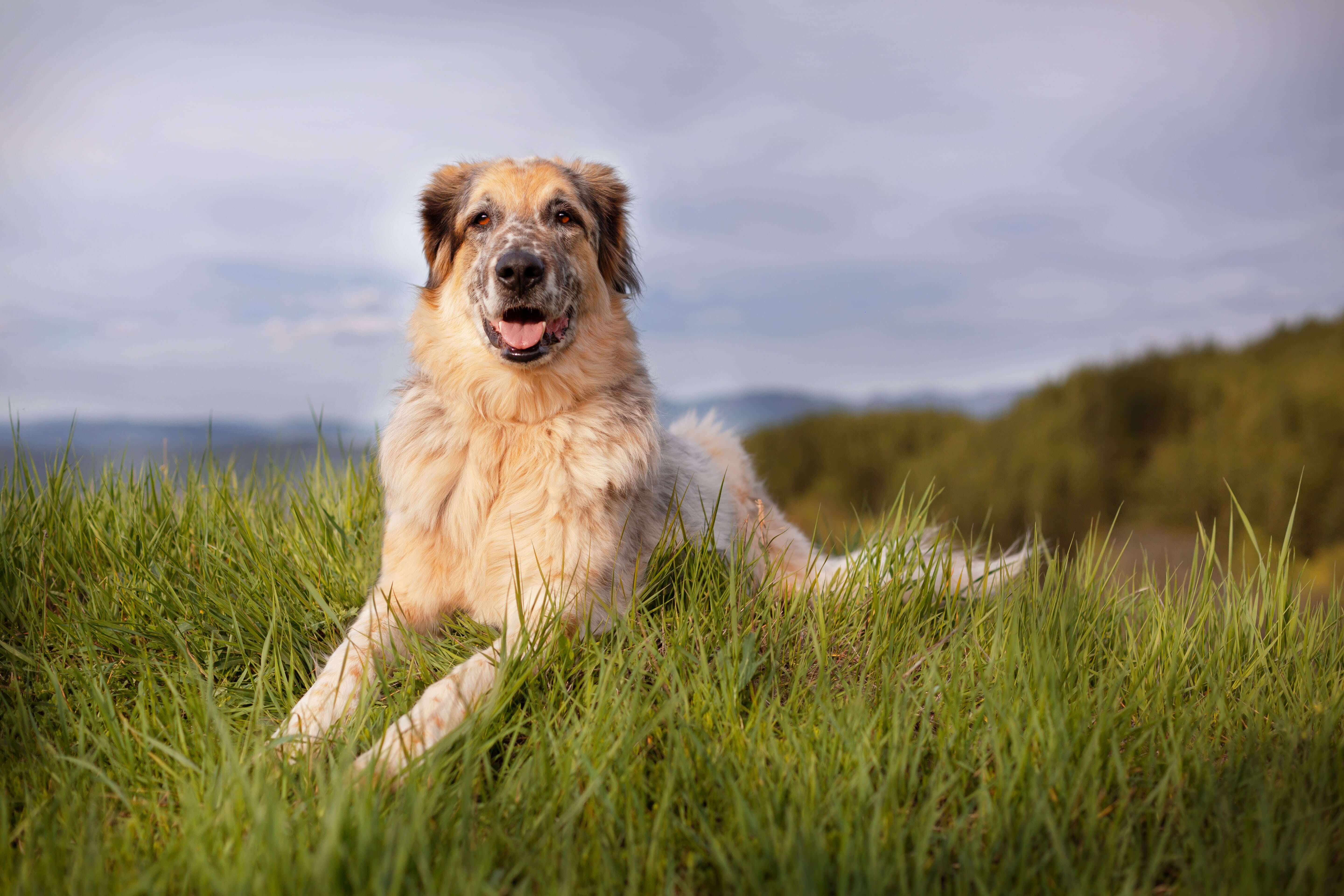 Anatolian Shepherd 2 9a262973 fc8d 4609 8f61 d4e588549da2 Anatolian Shepherd laying down min
